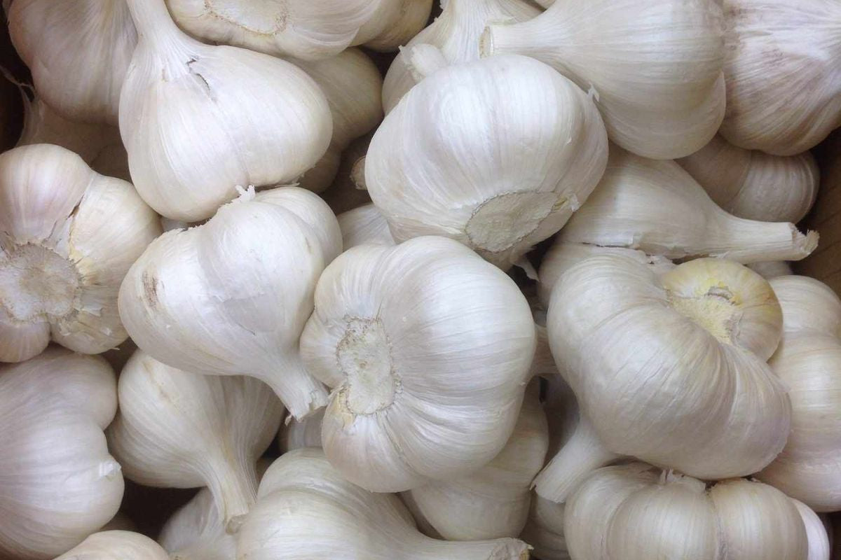 Ail violet (2 pièces)