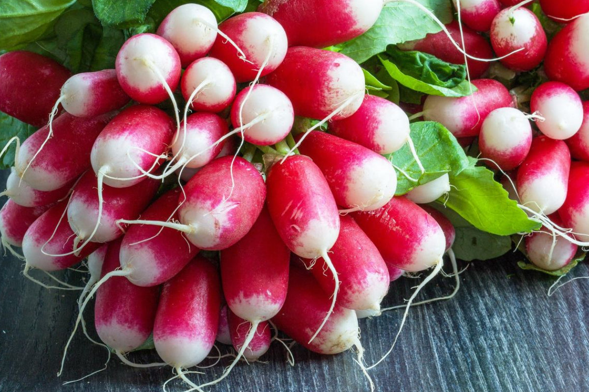 Radis rouge (1 botte)