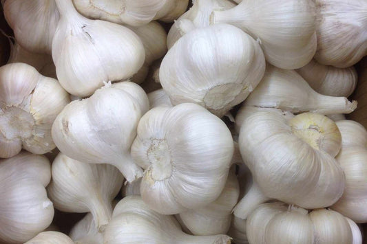 Ail violet (2 pièces)