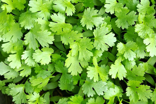 Coriandre fraîche (1 bouquet)